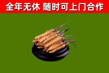 蒲市烟酒回收冬虫夏草.jpg